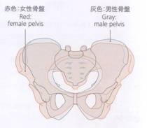 ���Ղ̐���